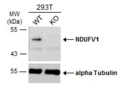 Invitrogen NDUFV1 Polyclonal Antibody 100 &mu;L | Buy Online | Invitrogen&trade; | Fisher Scientific