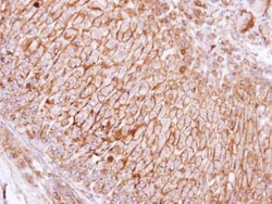 Invitrogen SCAMP3 Polyclonal Antibody 100 &mu;L; Unconjugated:Antibodies,