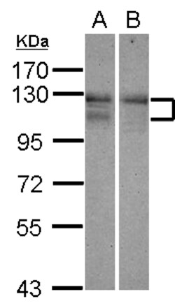 Invitrogen ARHGEF18 Polyclonal Antibody 100 &mu;L; Unconjugated:Antibodies,
