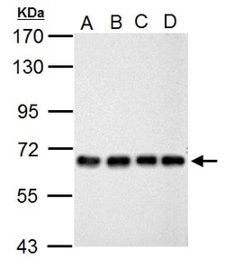 Invitrogen NUP62 Polyclonal Antibody 100 &mu;L; Unconjugated:Antibodies,