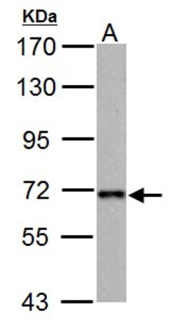 Invitrogen NUP62 Polyclonal Antibody 100 &mu;L; Unconjugated:Antibodies,