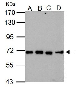 Invitrogen NUP62 Polyclonal Antibody 100 &mu;L; Unconjugated:Antibodies,