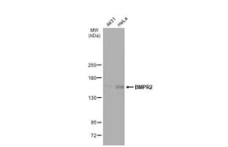 Invitrogen BMPR2 Polyclonal Antibody 100 &mu;L; Unconjugated:Antibodies,