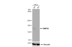 Invitrogen BMPR2 Polyclonal Antibody 100 &mu;L; Unconjugated:Antibodies,