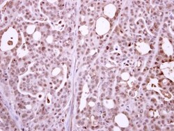 Invitrogen POLR2B Polyclonal Antibody 100 &mu;L; Unconjugated:Antibodies,