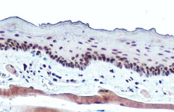 Invitrogen POLR2B Polyclonal Antibody 100 &mu;L; Unconjugated:Antibodies,