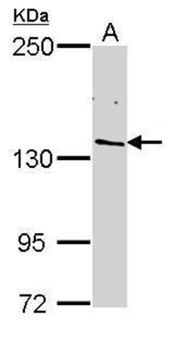 Invitrogen POLR2B Polyclonal Antibody 100 &mu;L; Unconjugated:Antibodies,