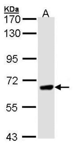 Invitrogen PPEF1 Polyclonal Antibody 100 &mu;L | Buy Online | Invitrogen&trade; | Fisher Scientific