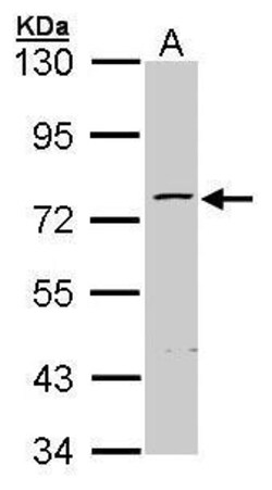Invitrogen ZNF143 Polyclonal Antibody 100 &mu;L; Unconjugated:Antibodies,