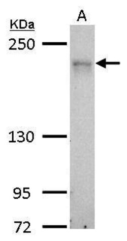 Invitrogen MRCK alpha Polyclonal Antibody 100 &mu;L; Unconjugated:Antibodies,