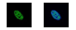 Invitrogen NEK4 Polyclonal Antibody 100 &mu;L; Unconjugated:Antibodies,