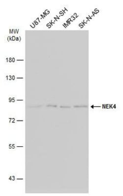 Invitrogen NEK4 Polyclonal Antibody 100 &mu;L; Unconjugated:Antibodies,