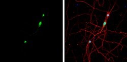 Invitrogen NOVA1 Polyclonal Antibody 100 μL; Unconjugated:Antibodies,