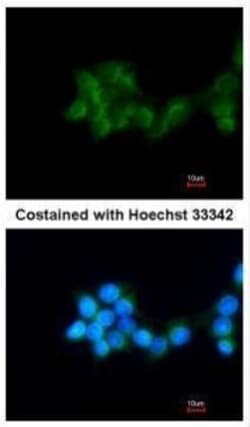 Invitrogen BHMT Polyclonal Antibody 100 &mu;L; Unconjugated:Antibodies,