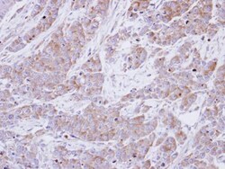 Invitrogen BHMT Polyclonal Antibody 100 &mu;L; Unconjugated:Antibodies,
