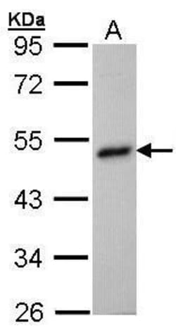 Invitrogen BHMT Polyclonal Antibody 100 &mu;L; Unconjugated:Antibodies,