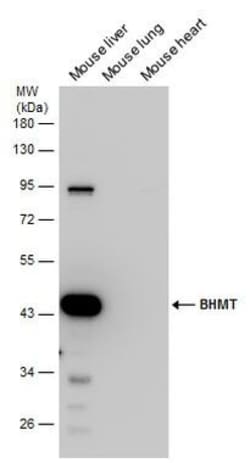 Invitrogen BHMT Polyclonal Antibody 100 &mu;L; Unconjugated:Antibodies,