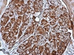 Invitrogen CRHSP-24 Polyclonal Antibody 100 &mu;L; Unconjugated:Antibodies,
