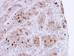 Invitrogen CRHSP-24 Polyclonal Antibody 100 &mu;L; Unconjugated:Antibodies,