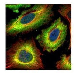 Invitrogen STIP1 Polyclonal Antibody 100 &mu;L; Unconjugated:Antibodies,