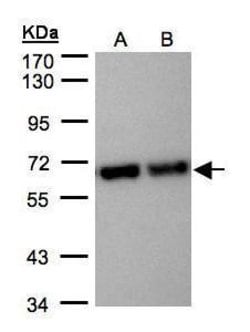 Invitrogen STIP1 Polyclonal Antibody 100 &mu;L; Unconjugated:Antibodies,
