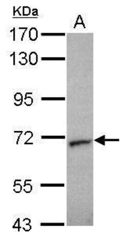 Invitrogen Unc18-2 Polyclonal Antibody 100 &mu;L; Unconjugated:Antibodies,