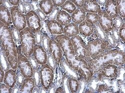 Invitrogen BBOX1 Polyclonal Antibody 100 &mu;L; Unconjugated:Antibodies,