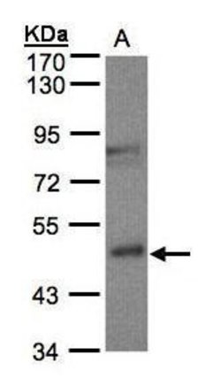 Invitrogen BBOX1 Polyclonal Antibody 100 &mu;L; Unconjugated:Antibodies,