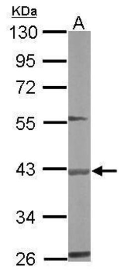 Invitrogen BBOX1 Polyclonal Antibody 100 &mu;L; Unconjugated:Antibodies,