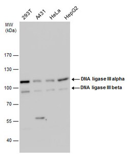 Invitrogen DNA Ligase III Polyclonal Antibody 100 &mu;L | Buy Online | Invitrogen&trade; | Fisher Scientific