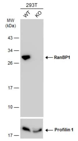 Invitrogen RANBP1 Polyclonal Antibody 100 &mu;L | Buy Online | Invitrogen&trade; | Fisher Scientific