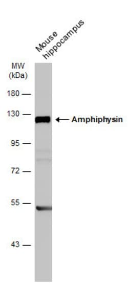 Invitrogen Amphiphysin Polyclonal Antibody 100 &mu;L; Unconjugated:Antibodies,