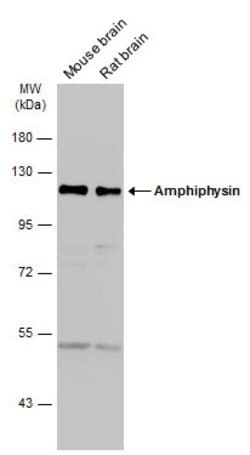 Invitrogen Amphiphysin Polyclonal Antibody 100 &mu;L; Unconjugated:Antibodies,