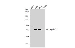 Invitrogen Calpain 5 Polyclonal Antibody 100 &mu;L; Unconjugated:Antibodies,