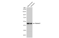 Invitrogen HOMER1 Polyclonal Antibody 100 &mu;L; Unconjugated:Antibodies,