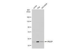 Invitrogen PGCP Polyclonal Antibody 100 &mu;L; Unconjugated:Antibodies,