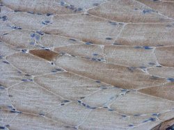 Invitrogen AMPK alpha-2 Polyclonal Antibody 100 &mu;L; Unconjugated:Antibodies,