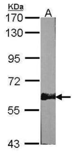 Invitrogen AMPK alpha-2 Polyclonal Antibody 100 &mu;L; Unconjugated:Antibodies,