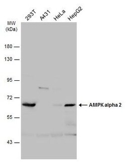 Invitrogen AMPK alpha-2 Polyclonal Antibody 100 &mu;L; Unconjugated:Antibodies,