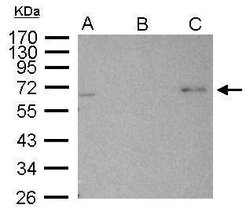 Invitrogen AMPK alpha-2 Polyclonal Antibody 100 &mu;L; Unconjugated:Antibodies,