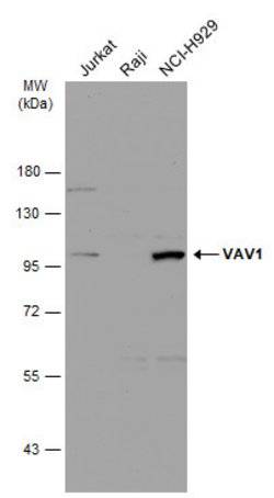 Invitrogen VAV1 Polyclonal Antibody 100 &mu;L; Unconjugated:Antibodies,