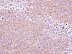 Invitrogen SCYL3 Polyclonal Antibody 100 &mu;L; Unconjugated:Antibodies,