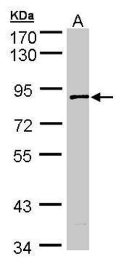 Invitrogen SCYL3 Polyclonal Antibody 100 &mu;L; Unconjugated:Antibodies,