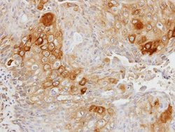 Invitrogen GK2 Polyclonal Antibody 100 &mu;L; Unconjugated:Antibodies,
