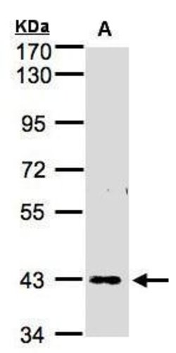 Invitrogen ZNF211 Polyclonal Antibody 100 μL; Unconjugated:Antibodies,