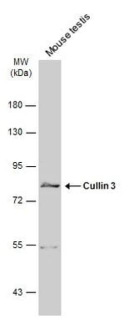 Invitrogen Cullin 3 Polyclonal Antibody 100 &mu;L | Buy Online | Invitrogen&trade; | Fisher Scientific