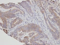 Invitrogen FAN Polyclonal Antibody 100 &mu;L; Unconjugated:Antibodies,
