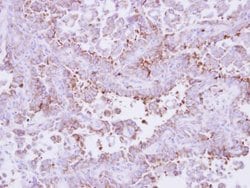 Invitrogen Laminin beta-3 Polyclonal Antibody 100 &mu;L; Unconjugated:Antibodies,