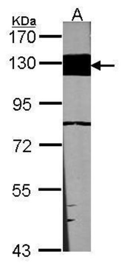 Invitrogen Laminin beta-3 Polyclonal Antibody 100 &mu;L; Unconjugated:Antibodies,
