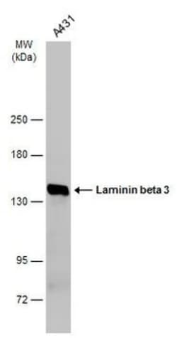 Invitrogen Laminin beta-3 Polyclonal Antibody 100 &mu;L; Unconjugated:Antibodies,